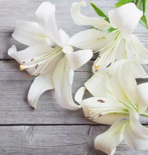 你家喜欢养的这种花居然有毒？不要放室内，更不要让小孩接触