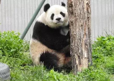 成都秋老虎发威的地方,成都秋老虎最新视频