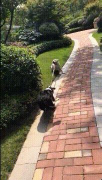 足球十大最搞笑瞬间图,足球搞笑庆祝动作gif