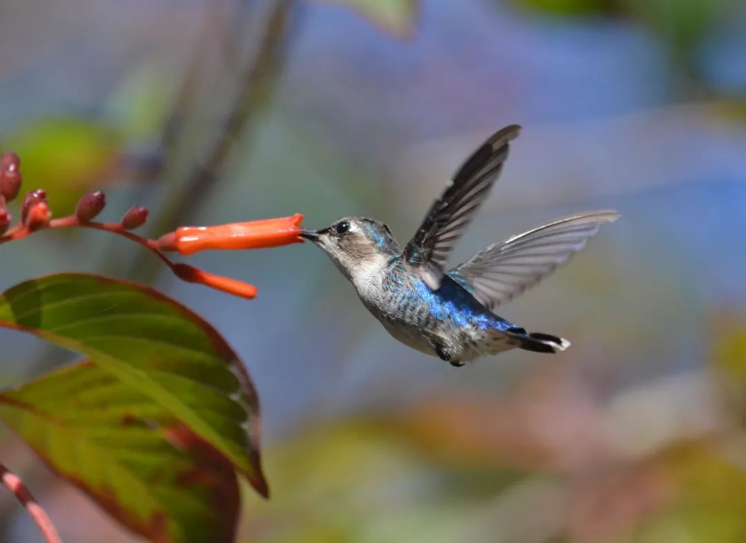 吸蜜蜂鸟：惊艳森林的彩虹小宝石