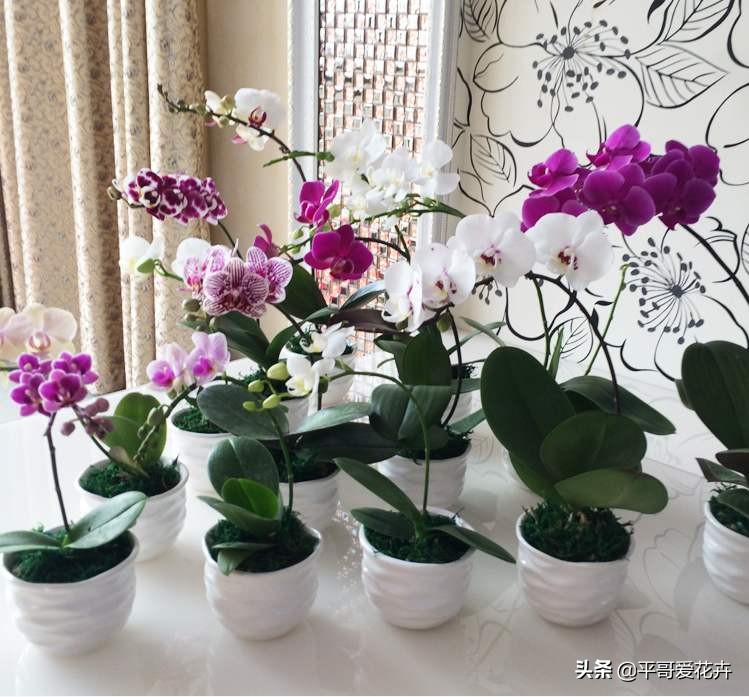 家里养的蝴蝶兰如何繁殖,蝴蝶兰如何防止烂根