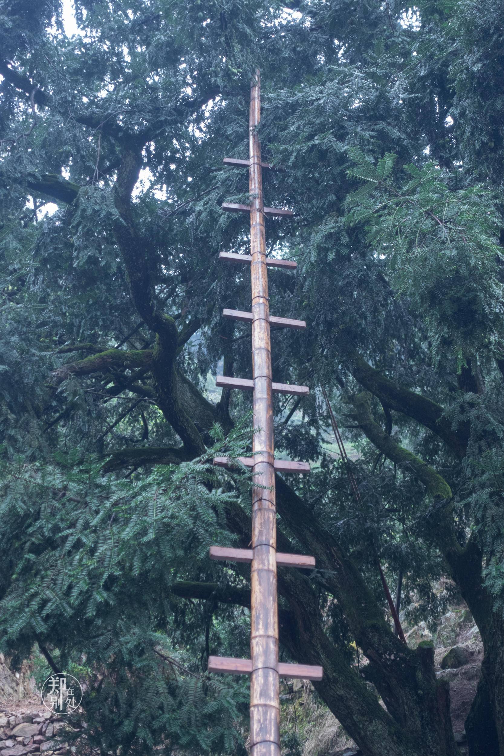 香榧古道,香榧古道徒步路线哪条景色美