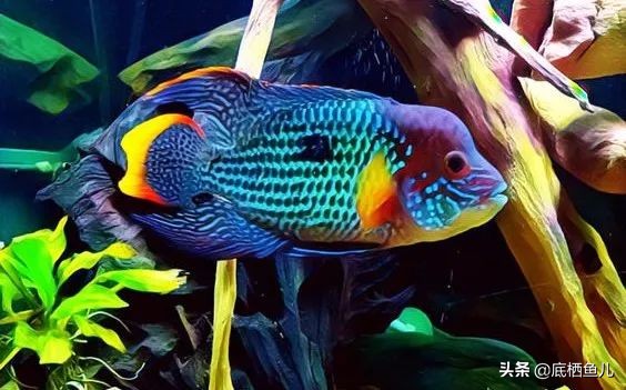 水族界的平头哥,鱼缸界平头哥