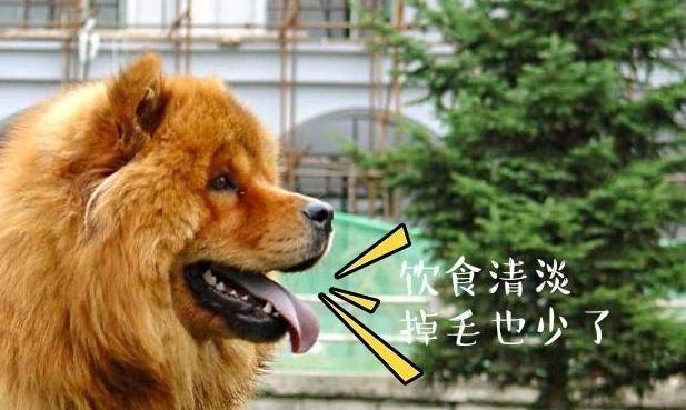 揭秘松狮犬究竟有多可怕,是什么导致养松狮犬的人变少
