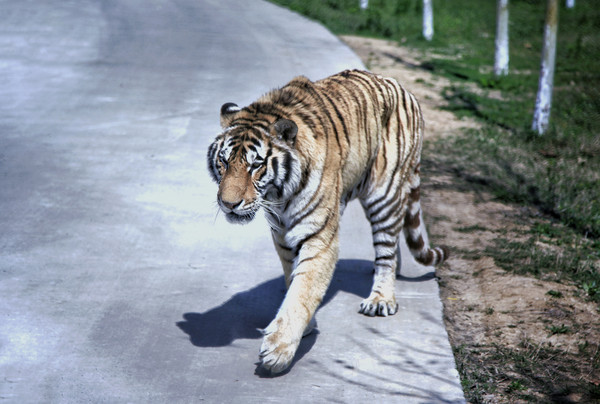 春游江淮请你来滁州版,春游江淮等您来