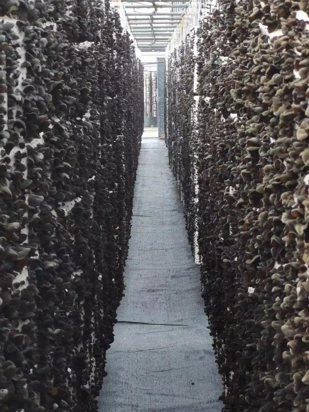 <html>
<head><title>502BadGateway</title></head>
<body>
<center><h1>502BadGateway</h1></center>
<hr><center>nginx</center>
</body>
</html>
<!--apaddingtodisableMSIEandChromefriendlyerrorpage-->
<!--apaddingtodisableMSIEandChromefriendlyerrorpage-->
<!--apaddingtodisableMSIEandChromefriendlyerrorpage-->
<!--apaddingtodisableMSIEandChromefriendlyerrorpage-->
<!--apaddingtodisableMSIEandChromefriendlyerrorpage-->
<!--apaddingtodisableMSIEandChromefriendlyerrorpage-->
