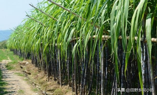 学会这几点让你成功,学会种甘蔗