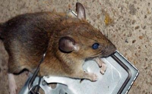 家里出现了老鼠风水怎样,住宅除老鼠方案