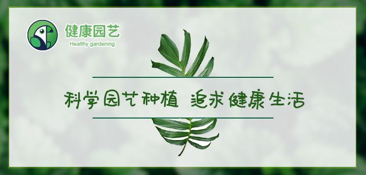 史上最全的花卉介绍，认识超过30种以上绝对是大神