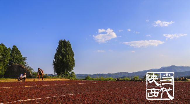 韩城花椒,韩城花椒麻度