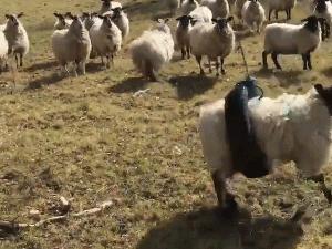 木屋烧烤烤全羊价格表,木屋全羊烧烤