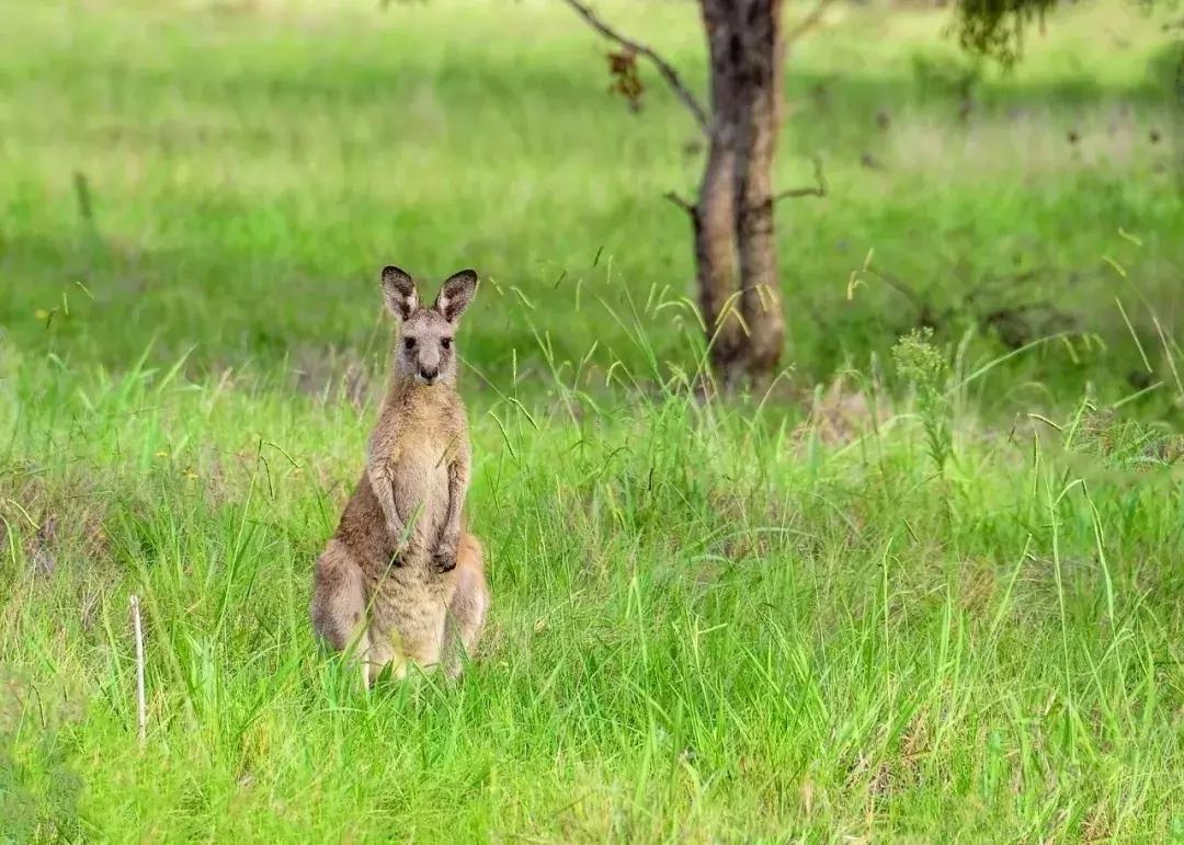 最新澳洲签证时间,2023澳洲签证申请多久出结果