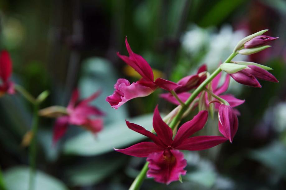 吊兰君子兰哪个好养护,君子兰吊兰图片欣赏