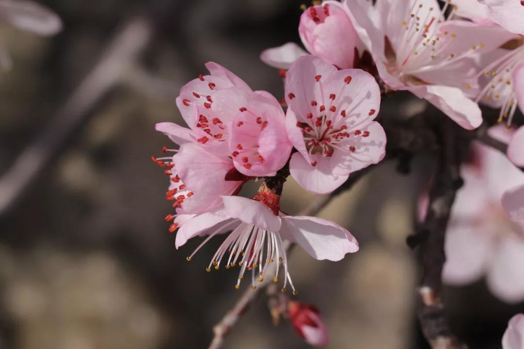 冬天常见中药植物图片及功效,花期长的草本植物图片