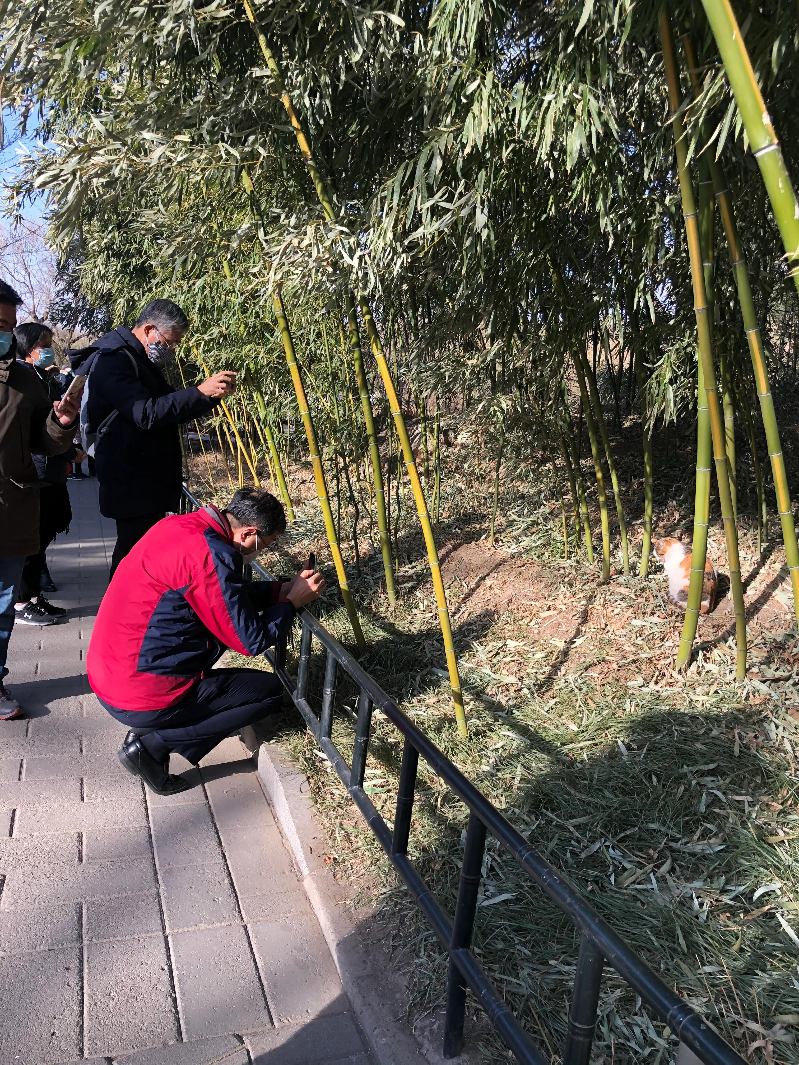 冬日紫竹院公园最新消息,冬日紫竹院公园