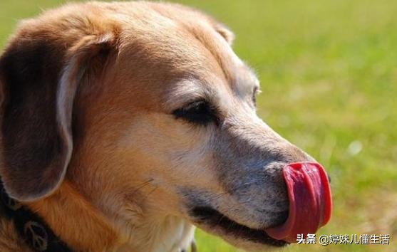 狗狗舔这5个位置，其实是有事情要告诉你，千万别忽视了