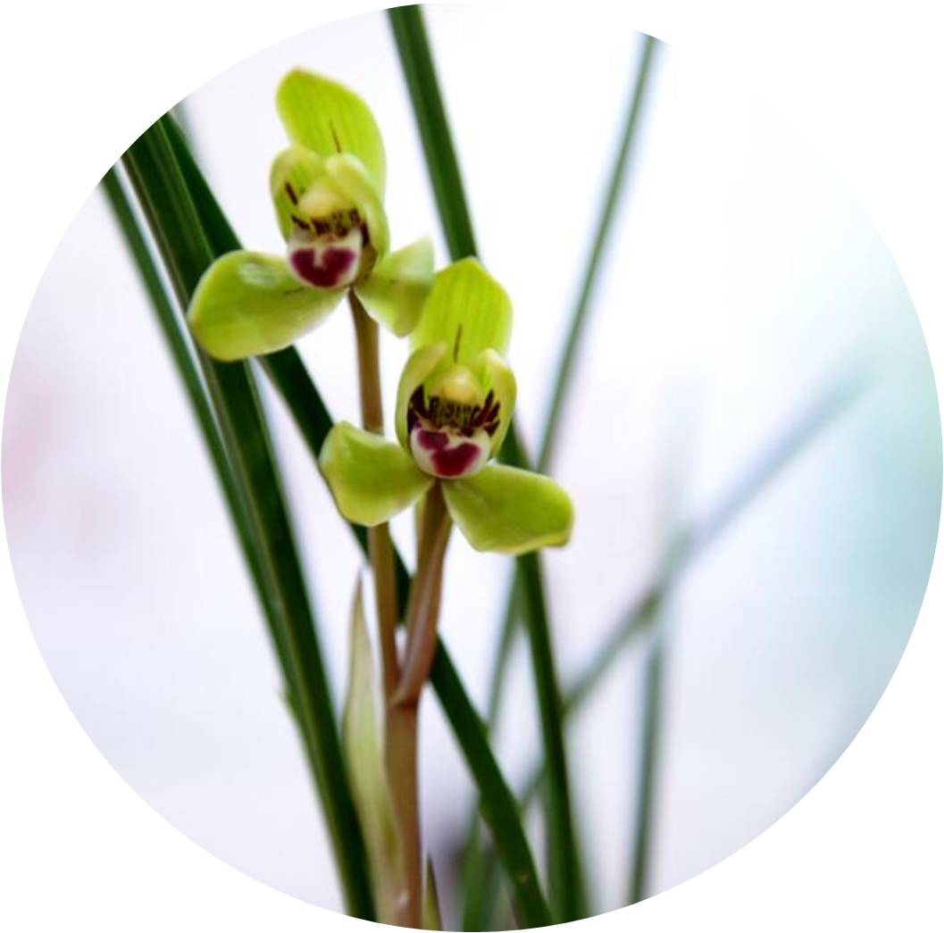 菊竹梅兰图欣赏,花中四君子的兰花图片