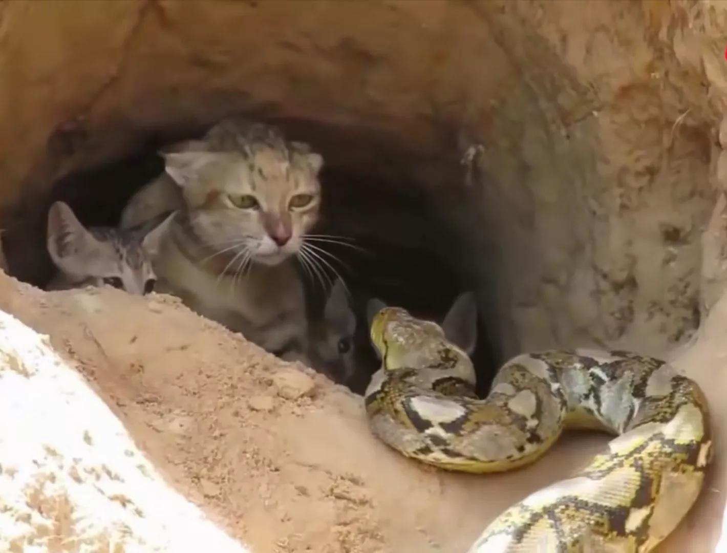 老太含泪扔下猫进城，猫妈带着小猫，在洞里挨饿，恶蟒蛇还来祸害