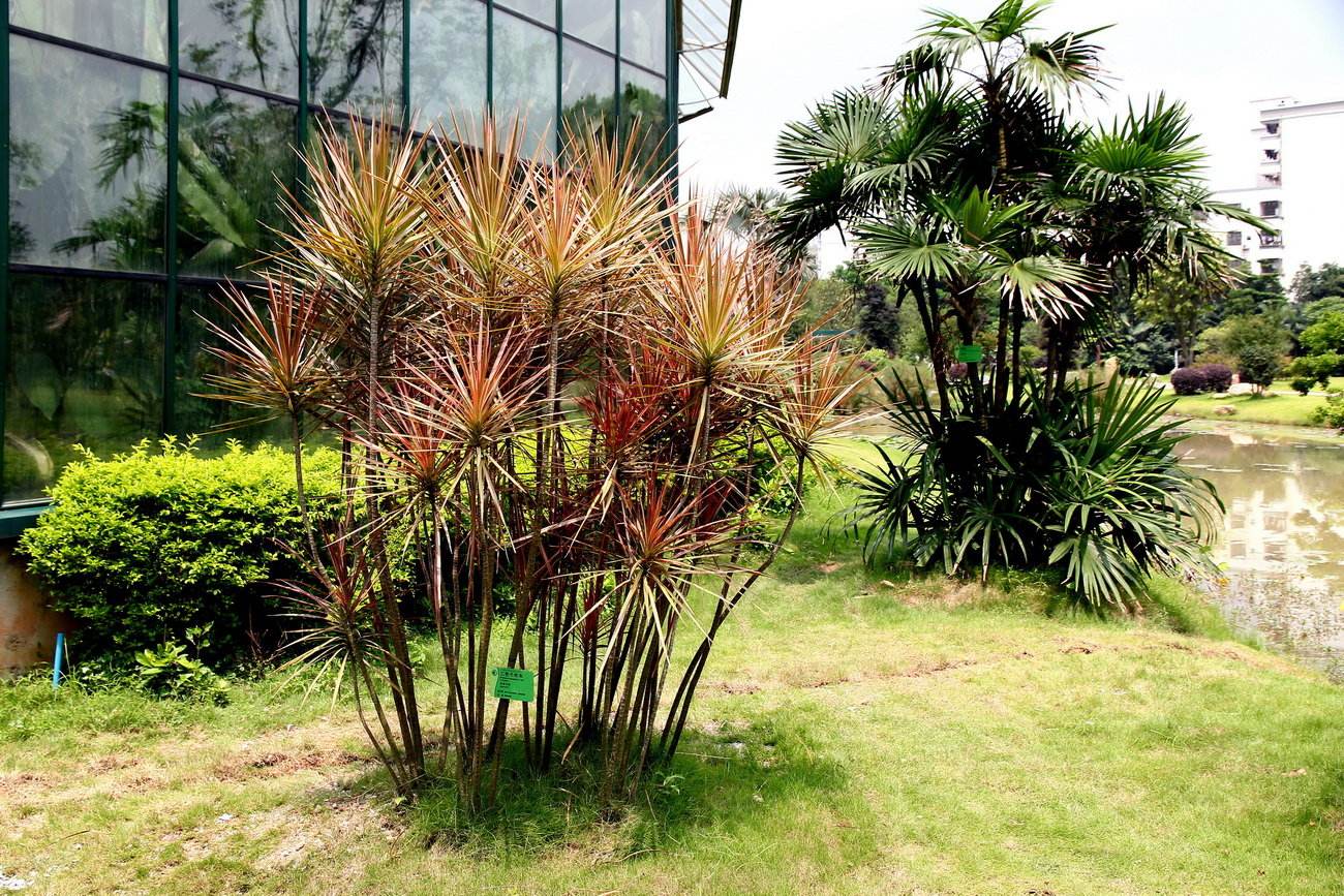 推荐又吸甲醛又好养的植物,哪些植物对猫咪无毒又能吸附甲醛