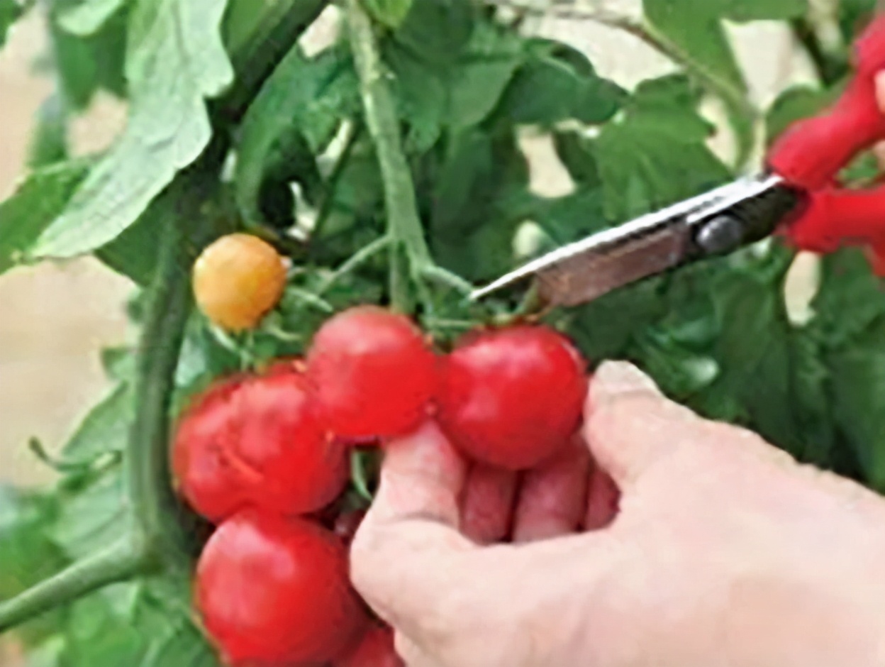 番茄种植过程如何避免死苗,番茄种植技术及解决方法