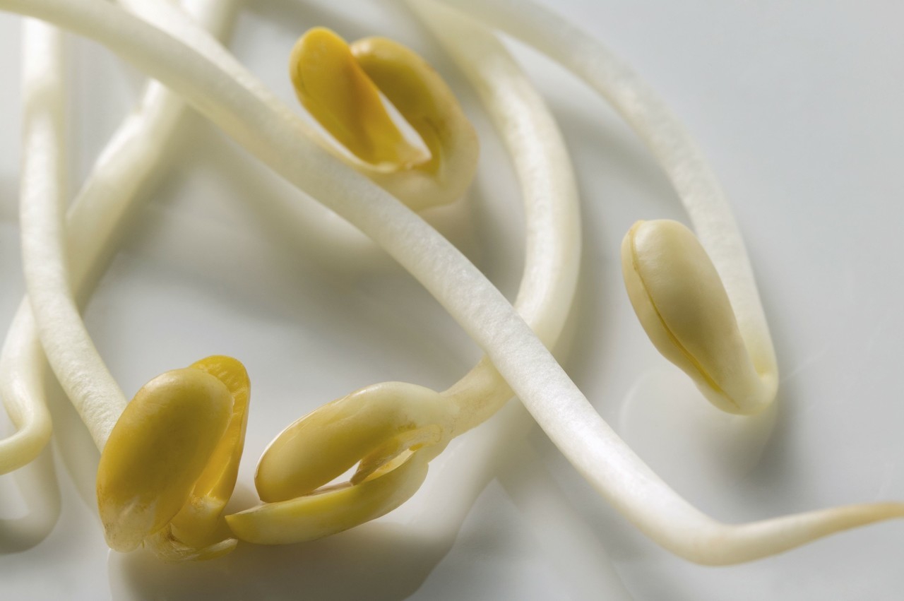 豆芽生产烂芽是什么原因,豆芽坏根怎么处理