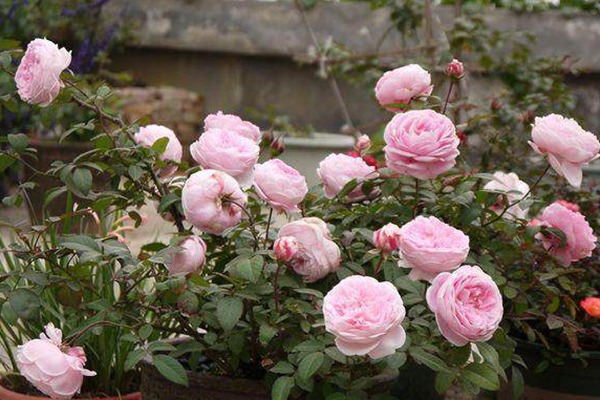 无刺四季开花藤本月季品种有哪些,耐热又耐寒的藤本月季有哪些品种