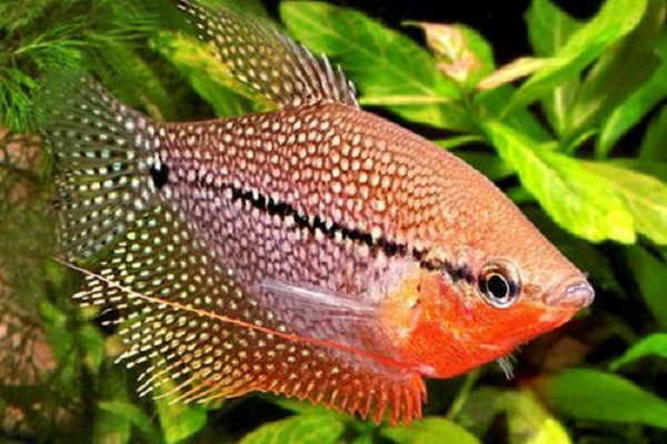 不打氧无过滤能养的小观赏鱼,不用氧气泵就能养的观赏鱼