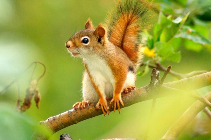 松鼠怎么胆子越来越小,松鼠训练到处乱窜