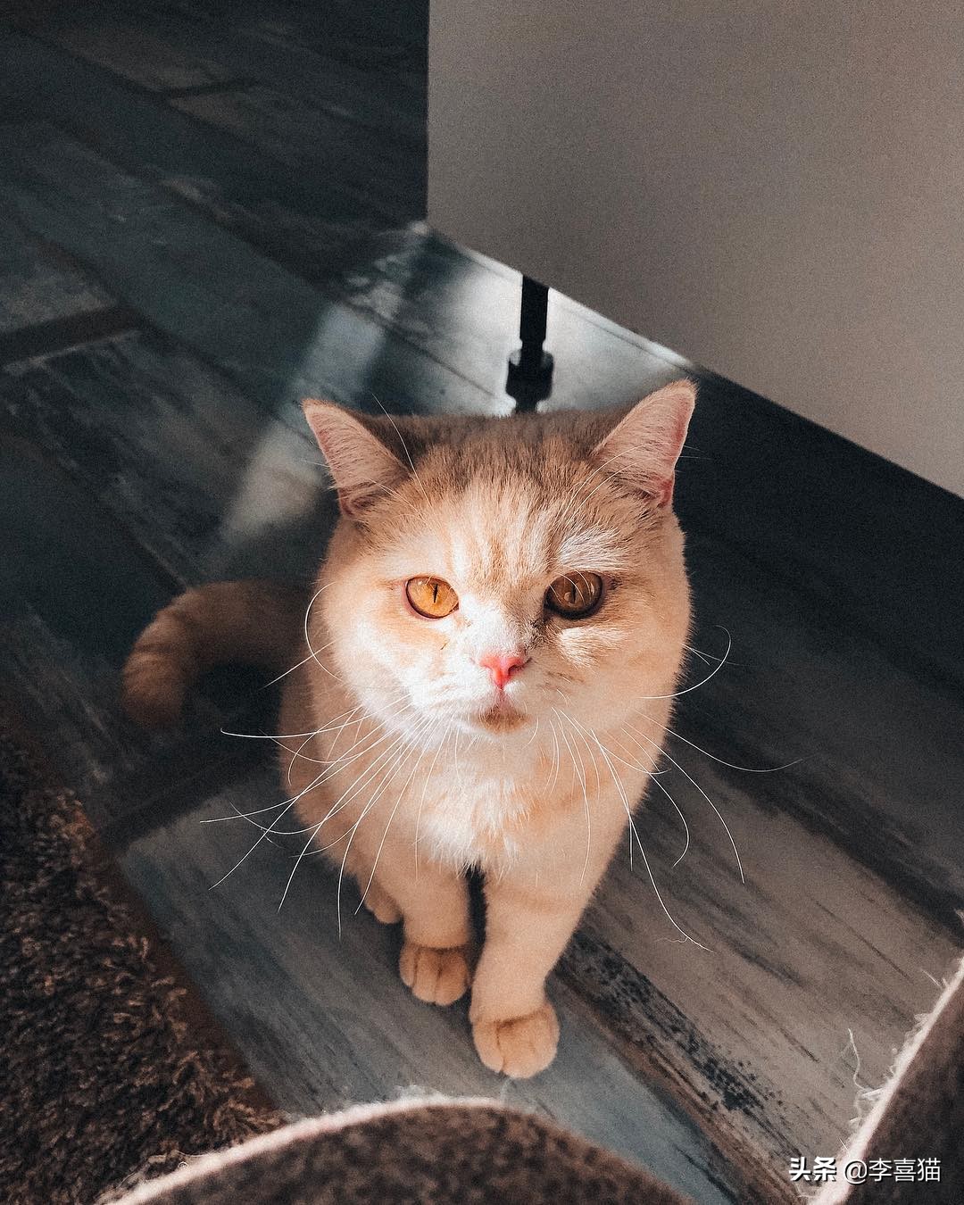 猫咪什么动作容易被铲屎官误会,猫咪故意把东西推下桌子