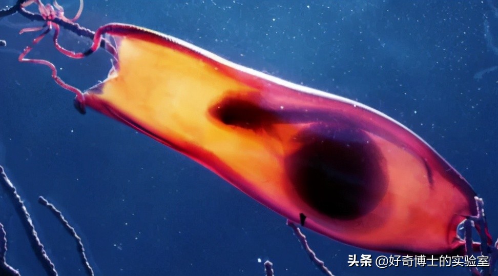 手机进水放米缸是什么原理,手机进水放进米缸有用吗