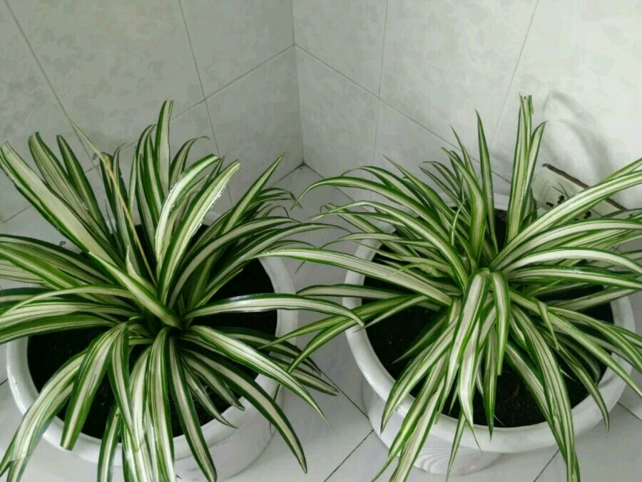 绿植滴水观音有毒吗,滴水观音有毒室内养对人有何危害