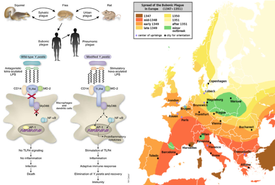 人类怎么战胜三体,人类用了多久消灭黑死病
