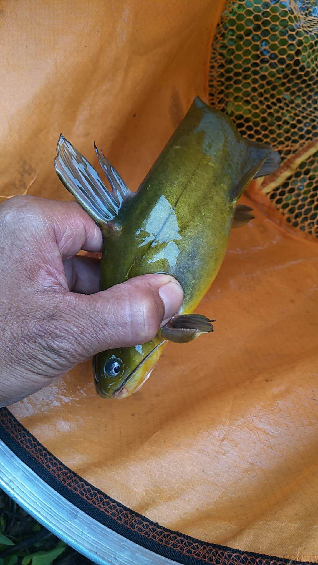 黄颡鱼除了蚯蚓还有什么饵料,黄颡鱼猪肝打窝测试
