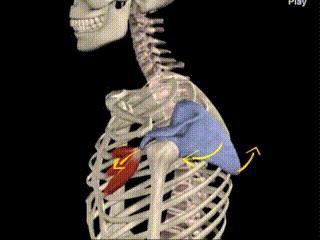 最有效果驼背矫正方法每天10分钟,最实用的二十多种驼背的矫正方法