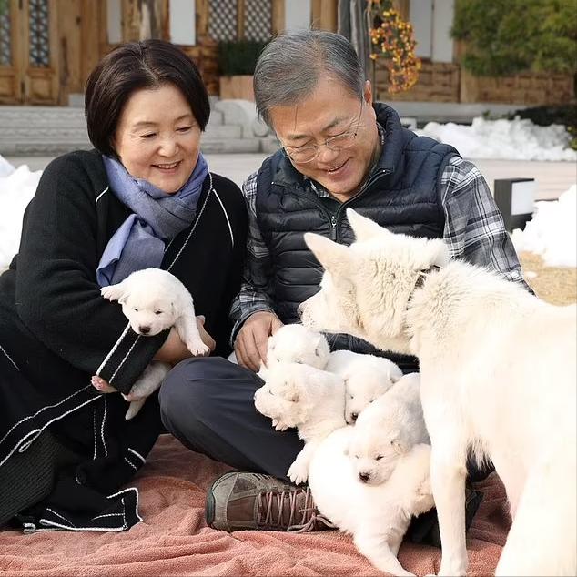 狗有狂犬病为什么吃狗肉,为什么狗有狂犬病人还要吃狗肉