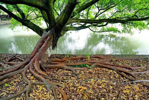 温州的学校传说,20年前温州学校回忆