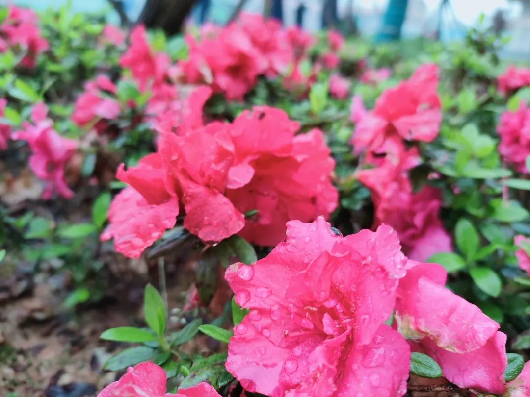 望城区的美景,望城的美景有哪些