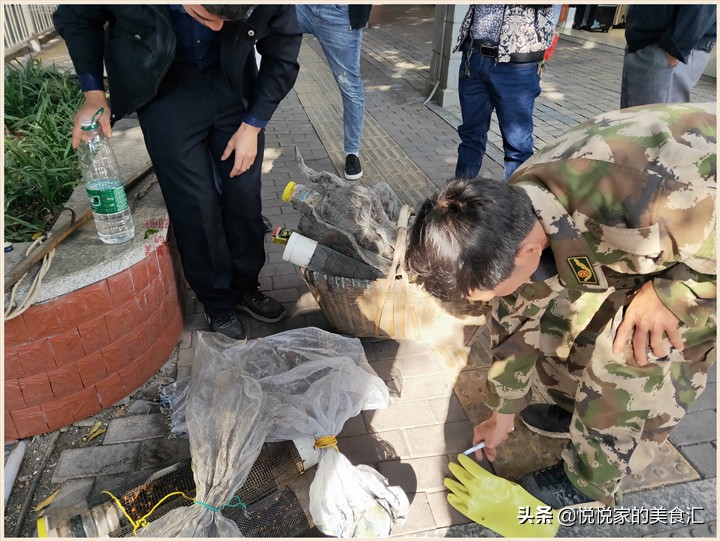 广东黑盾蜂王5元一只,小伙养殖胡蜂一只蜂王卖3000元