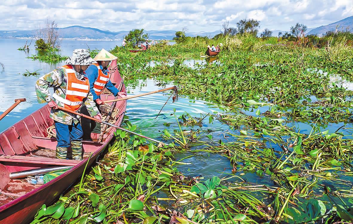 原本在我国泛滥成灾的水葫芦,曾经泛滥的水葫芦现在怎么样