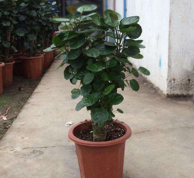 搬家买什么绿植招财,搬家买什么花旺财