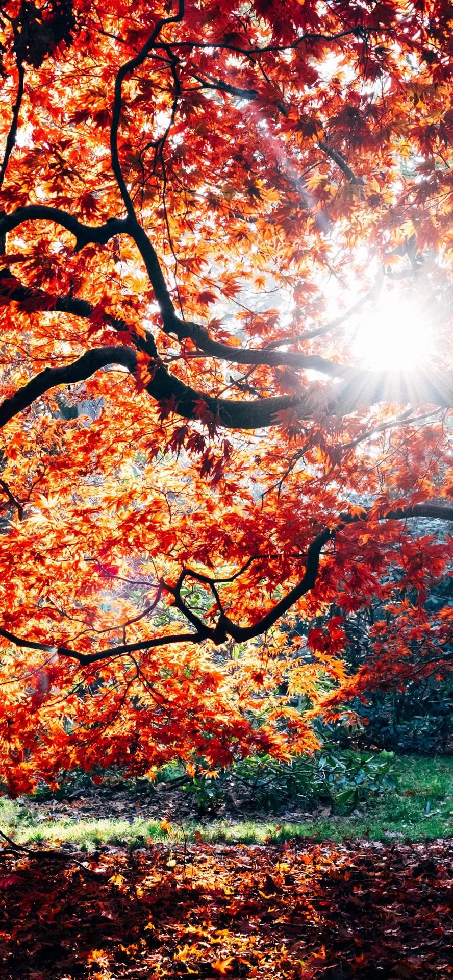 livephoto壁纸风景,livephoto壁纸动态效果不可用