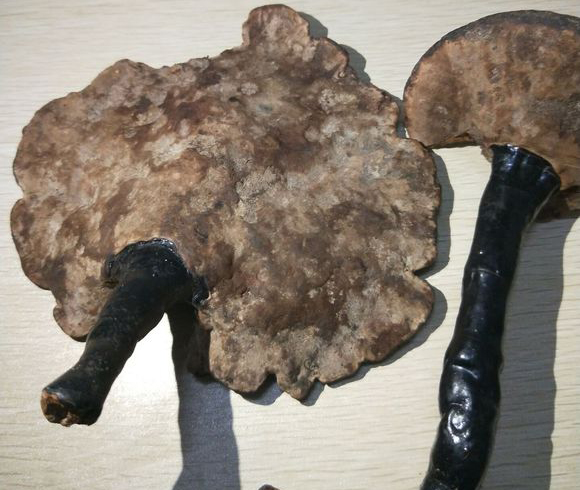 灵芝发霉有白色霉还能吃吗,发霉的灵芝的功效与作用