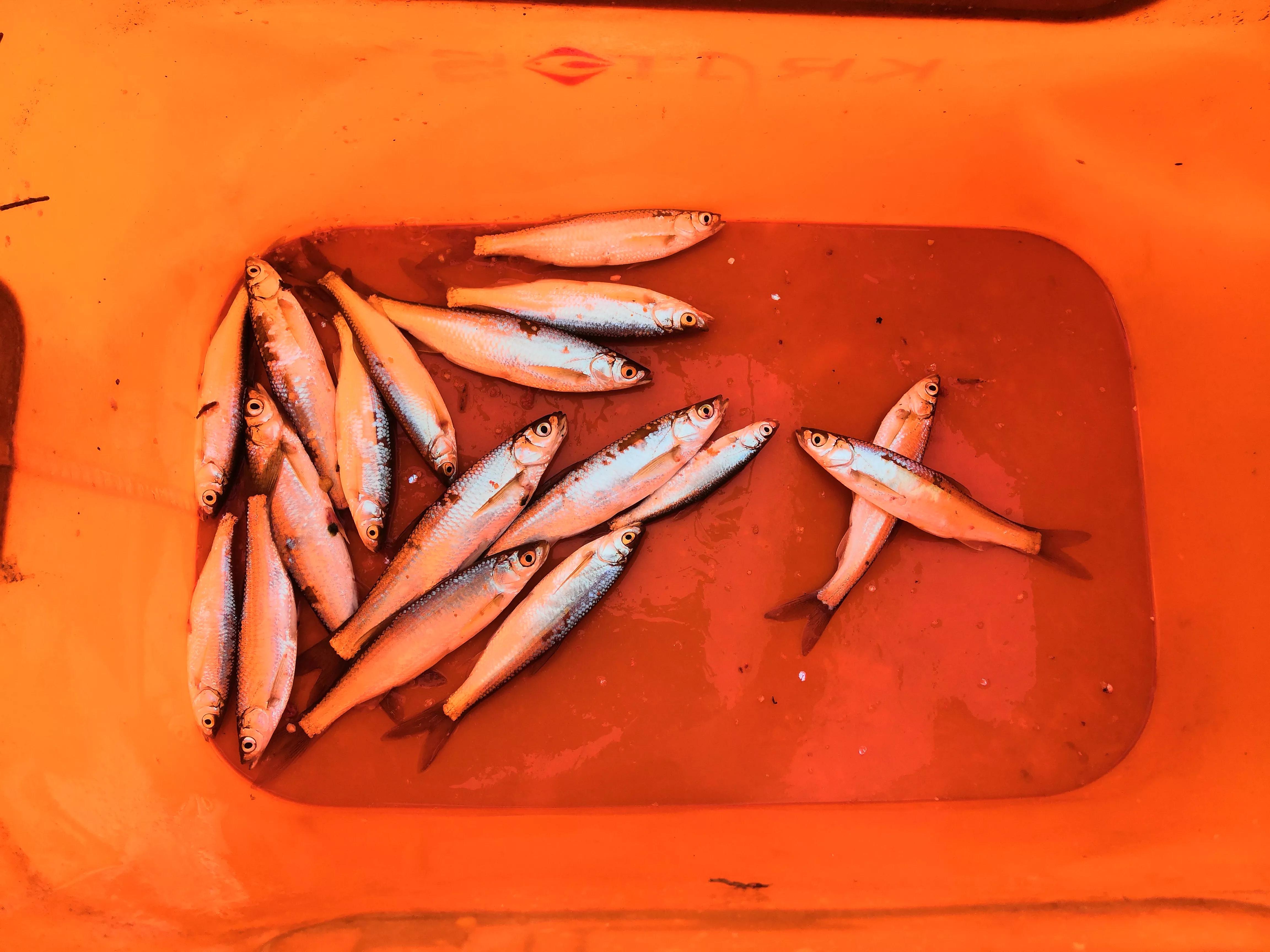 野钓怎么打竿容易上鱼,野钓没口就上鱼怎么回事