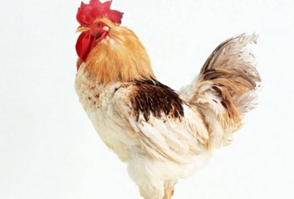 散养鸡双眼浮肿怎么回事,散养鸡肿头肿脸治疗