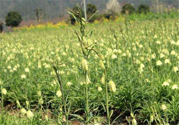 土贝母怎么育种,土贝母怎么养