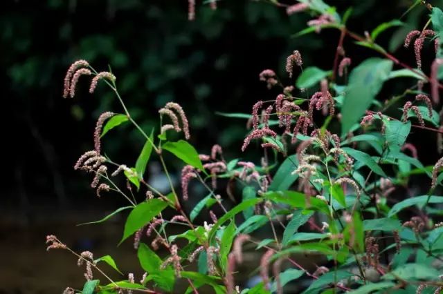 那些常见却叫不上名字的野花野草,常见的野花野草却是农家之宝