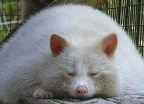 人鼠之叹主要讲的什么,人鼠之叹的故事告诉我们什么道理