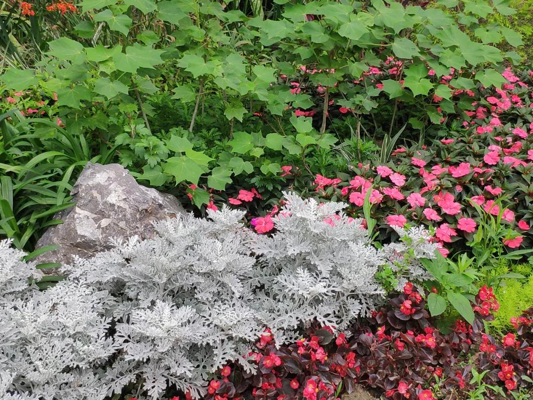 波斯菊孔雀草花海,波斯菊向日葵