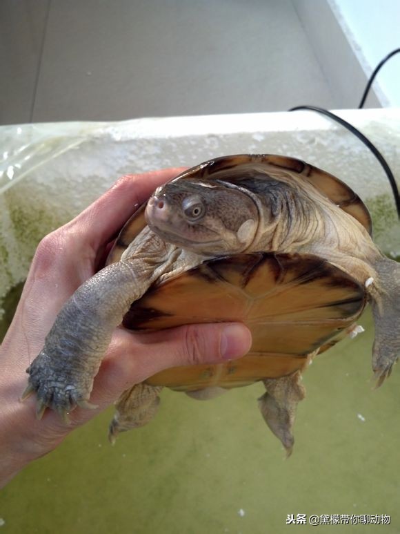 落枕病患者——萌萌的侧颈龟