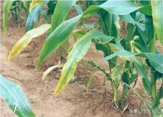 玉米常见问题及解决方法,玉米品种出问题了怎么解决